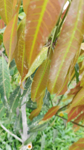 เซฟวิน85 ยาฆ่าแมลง หนอน เพลี้ย หมัด เห็บ ขนาด100กรัม