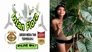 Daun bambu/Pupuk kompos bambu kering Fermentasi cap panda untuk tanaman hias