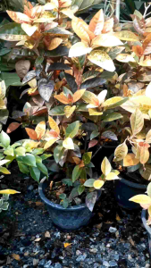 เศรษฐีตาวาว กระถาง 11 นิ้ว ต้นสวยและแข็งแรง (กทม)