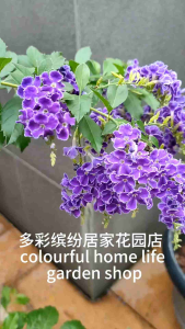 蕾丝金露花苗植物 Lace Golden Dewdrop Flower Seedlings Plants/ Lace Golden Dewdrop Bunga Anak Benih Tumbuhan