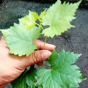 bibit anggur import Tamaki nemas