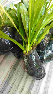 Bibit walang geni walang sangit isi 3 ikat siap tanam