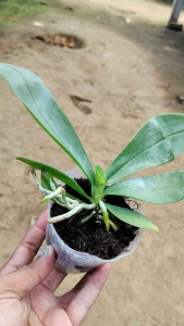 Anggrek bulan remaja Phalaenopsis Deventeriana bibit bunga anggrek bulan primary hybrid tanaman hias silangan