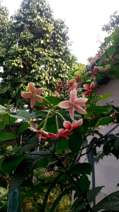 Tanaman Melati Belanda: Panduan Lengkap