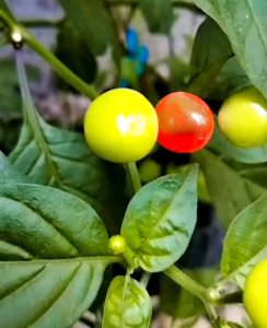 8 BUTIR BIJI/BENIH CABE HIAS RED FIRE ( Bisa konsumsi )