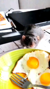 OBAT TIKUS AMPUH Wiselie Semprotan PengusirTikusAlami Pengusir Anti Tikus dgn Formula Aromatic Spray