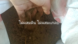 ปุ๋ยคอกขี้วัวแห้งล้วนๆแท้100%  2 kg.ฟาร์มตะวัน เนื้อละเอียด ไม่มีกลิ่น ไม่มีความชื้น ไม่ผสมดิน ไม่ผสมแกลบ เร่งใบ เร่งเขียว พืชสวยนาน