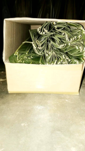 ใบมะพร้าวสดตัดปลายยาว 55