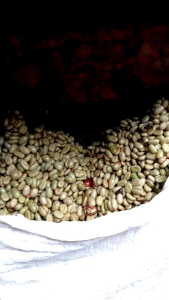 1 kilogram biji bibit kopi arabika unggul siap di semai