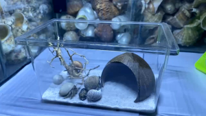 Nhà ở cho các thú cưng  ốc mượn hồn  chuột hamster bọ sác  trang trí đủ size.OMH câc