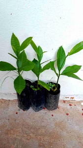 มะม่วงหิมพาน แบบเพาะเมล็ด ชุด 3 ถุง