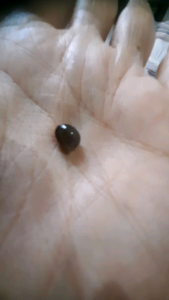 Mustika Gandewo plus Batu Buli Buli