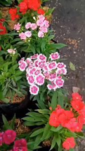 ผีเสื้อคละสี 1 ต้นถุงดำใหญ่ความสูงประมาณ 10-20 cm เป็นไม้ประดับลงกระถางสวยงาม