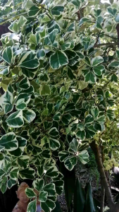 ต้นสาริกาด่าง ต้นหัวใจเศรษฐี ต้นไทรหัวใจด่าง 1ต้นถุงดำ สูง 35 ซม. แข็งแรงพร้อมปลูก