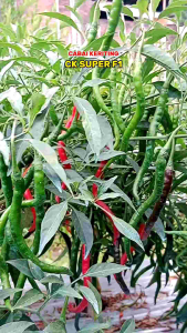 [COD] Benih Cabai Keriting Tahan Virus CK SUPER F1 10 gram (±2.200 biji) | Setipe CMK Akar LW 02 Lotanbar Nero Tavi Kastilo F1 CMK Paten Sios Tavi CMK Kopay Indrapura Reborn CMK Lolay Kitavi F1 Farux F1 Awe Aceh Cabai Locker