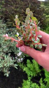 Tanaman Aquascape Rotala HRA Porsi 10 Batang