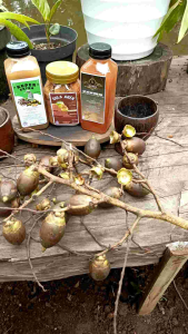 Paket kumplit hemat 500 ml HERBAL alami pria(KUPER EXTRA KUDA LAUT Jamu+SARIPATI PINANG ORI+GULA AREN SEMUT)