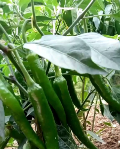 (KEMASAN PREMIUM) BIJI/BENIH CABE HIJAU BESAR IMPORT