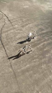 Nice Accident รุ่น ‘Lucky Girl’ | ต่างหูโบว์ 2 ชั้นปรับระดับได้ เงินแท้ S925 (Adjustable 2-Layer Bow Earrings)