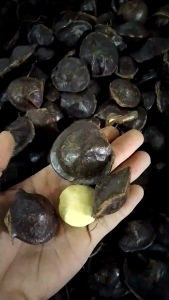 Buah jengkol muda satu kg