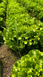 เมล็ดผักสลัด [ 1 ซองแถม 1 ซอง ] กรันโอ้ค เรดโอ้ค