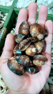 Kerang kuwuk hitam - kerang kuwuk - cangkang kerang - kerang kewuk hitam - bahan kerajinan - perlengkapan akuarium - bahan kerajinan tangan