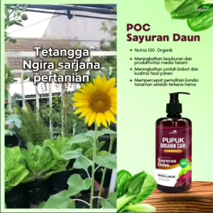 PUPUK ORGANIK CAIR TANAMAN CABAI SAYURPOC&KOMPOS