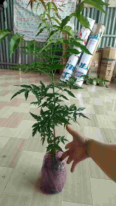 cây sầu đâu to ( vip) gốc đẹp to rễ mạnh nhiều lá. Cây sầu đâu ăn lá sầu đâu trộn gỏi khô