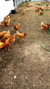 ไข่ไก่สดๆ​ ไข่ไก่อารมณ์ดี​ จากฟาร์ม​เก็บใหม่ทุกวัน ไซส์S/M/L​ (30ฟอง)