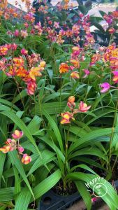 กล้วยไม้ดิน กระถาง 6 นิ้ว ต้นสวยฟอร์มเต็ม