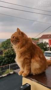 PetLand Biru Makanan Kucing/ Tuna&Ayam/ Tuna&Chicken/ Dry Food 10kg