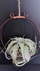 Air Plant - Tillandsia Holders/ Hangers