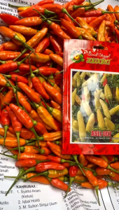 5GR BENIH CABAI RAWIT TAHAN VIRUS ASLI 007 | BIBIT CABE RAWIT PUTIH