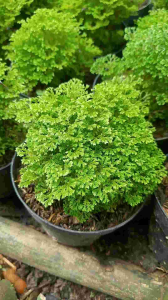 MURAH!! Tanaman hias Lumut Ambon - Ande-ande lumut terlaris