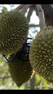 [10]kg Rọ nhựa tách chùm trái Sầu Riêng tránh sâunấmrệp ẩn nấp[MẪU MỚI] giá gốc tại Xưởng