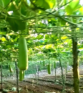 10 BUTIR BIJI | BENIH TANAMAN LABU AIR MANISA
