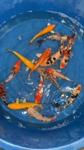 JAPAN KOI LOCAL BREED size 5-7”  15pcs COMBO at 1388 + FREE SHIPPING