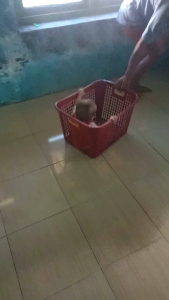 kranjang Pajero atau kranjang baju londry