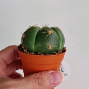 Live cactus Horstii (pot size 5cm) ready stock 仙人掌