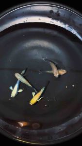 Guppy Ivory green x 5 pcs (2Male + 3 Female) High Quality Aquarium Fish