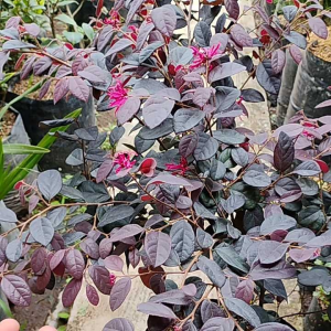 Cloropitalum / Bidara Ungu / 紫花茉莉 / जामुनी बिदारा – Herbal Medicinal Easy Care Fast Growing Air Purifying – LIVE PLA