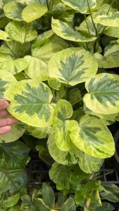 เล็บครุฑลังกาญี่ปุ่น หรือเล็บครุฑทอง ☘️ ไม้มินิมอลสุดคิวท์ !!! น่า ... ☘️ น้องเป็นกระถางที่มี 2 ยอด กระถางนี้คุ้มสุด ๆ สีเ #เล็บครุฑญี่ปุ่น * #เล็บครุฑญี่ปุ่น * เป็นไม้มงคลที่เชื่อว่าจะช่วยคุ้มครองป้องกันภัยอันตรายต่างๆ   * นิยมปลูกในกระถางเพื่อประดับตกแต