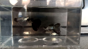 Metal Black Snake Skin Guppy Pair