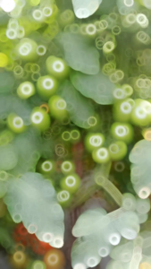 (BELI 3 GRATIS 1) Benih Bibit Tomat Hibrida F1 TO SIVA ± 2.000 Biji Benih Premium | Benih Tomat Premium | Bibit Tomat sayur | Tomat Tahan Virus | Biji Tomat Tahan Kirim | Tomat Produktifitas Tinggi | Tomat Besar | Tomat Servo Tomat Gustavi Tomat Comodor