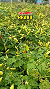 (BELI 5 GRATIS 1) Benih Bibit Cabe PRABU 10 gram ( isi ± 2100 biji) Benih Cabai Tipe Semi Tegak Cabai Tahan Virus Benih cabe tipe ori 212 kaliber