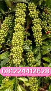 Entres Kopi Berbagai Jenis