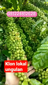 100% Original Bibit Kopi Unggul Berbagai Varian