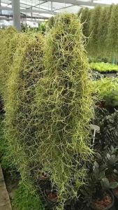 ต้นเคราฤาษี เคราฤาษี รากอากาศ ไม้แขวน ต้นหนวดฤาษี หนวดฤาษี ต้นเคราฤษี เคราฤษี มอสสเปน