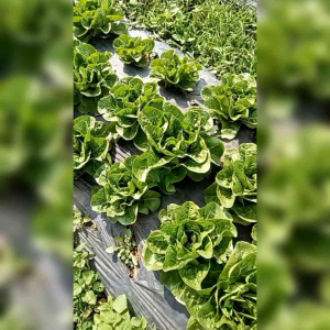 100 BIJI BENIH SELADA ROMAINE GREEN PARIS ISLAND