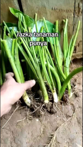 bibit talas kimpul talas unggul isi 10 pohon